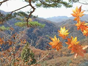 玉林最新樓盤，居住美學(xué)的城市新篇章探索